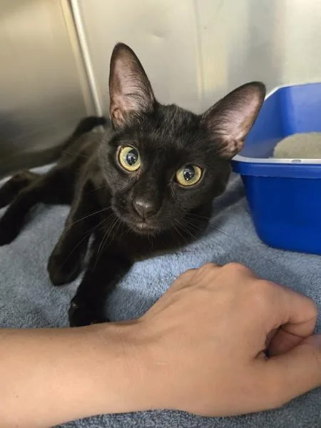 A young medium-sized female Domestic Short Hair cat named Heidi for adoption in Millersville, MD