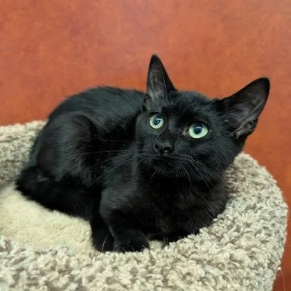A baby small-sized female Black Domestic Short Hair cat named Cher for adoption in Rochester, MN