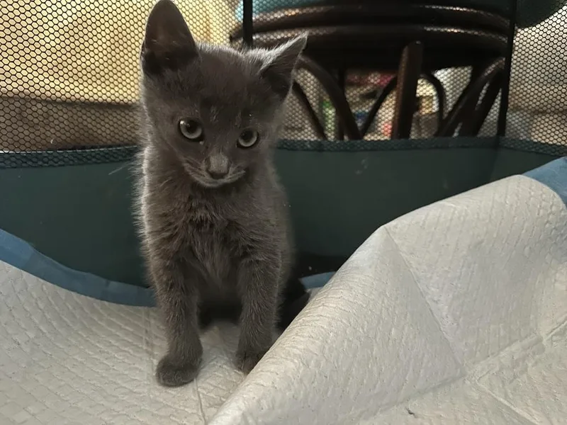 A baby small-sized male Gray / Blue / Silver Domestic Short Hair cat named Blue for adoption in Virginia Beach, VA