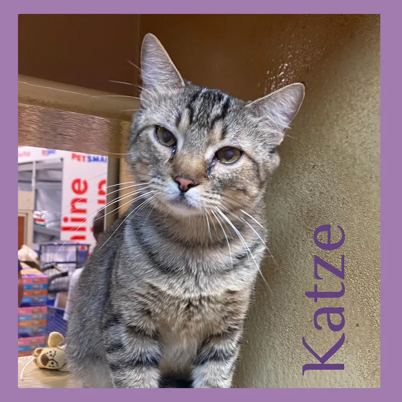 A young medium-sized female Tabby (Brown / Chocolate) Tabby cat named Katze for adoption in Lawton, OK