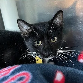 A baby small-sized female Black Domestic Short Hair cat named Nova for adoption in Springfield, MA