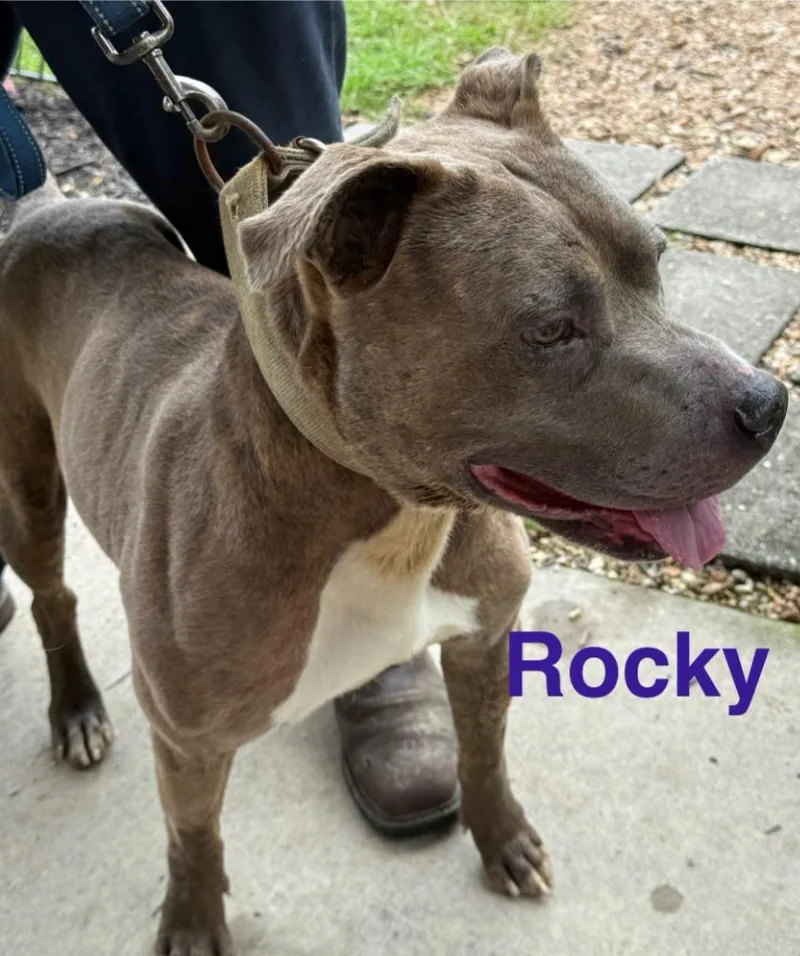 Rocky thumbnail 2
