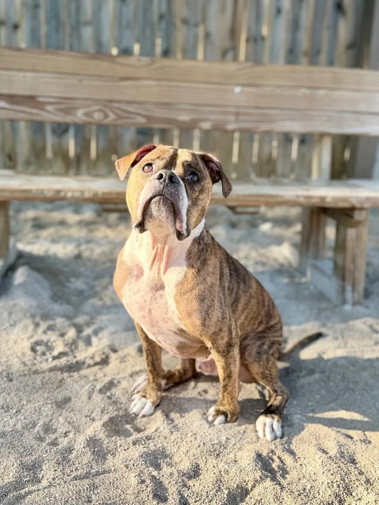 An adult medium-sized male Mixed Breed dog named Poncho for adoption in Muskegon, MI