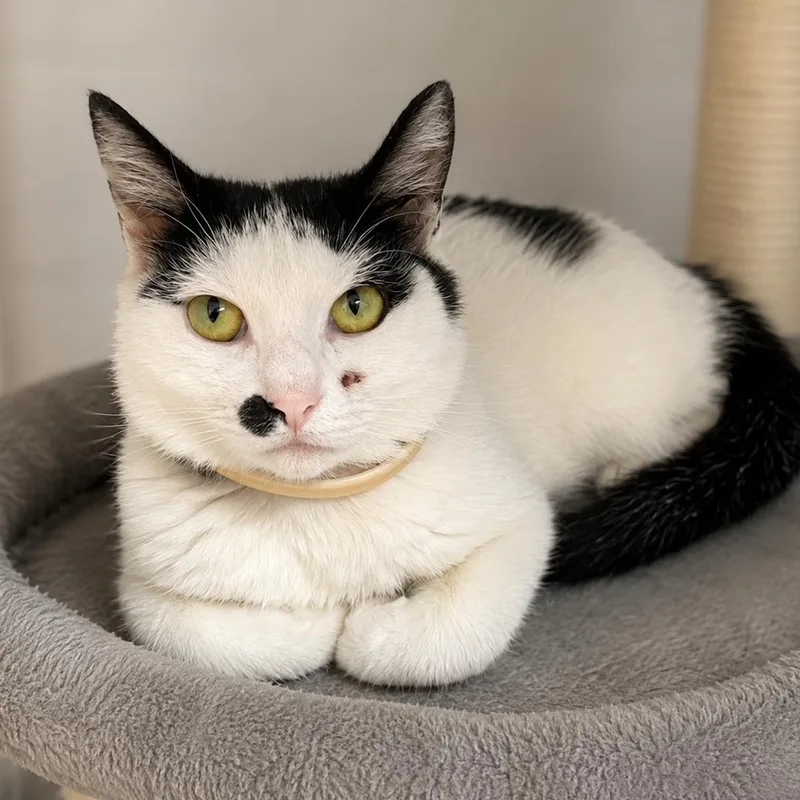 An adult medium-sized female White Domestic Short Hair cat named Toyota for adoption in Stafford, VA