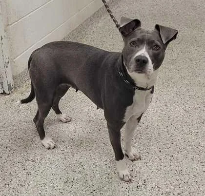 An adult large-sized female Gray / Blue / Silver Pit Bull Terrier dog named Leslie for adoption in Kansas City, MO