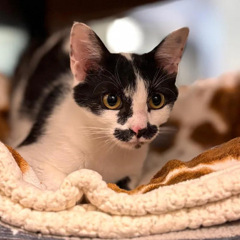 A young medium-sized female Black Domestic Short Hair cat named Betsy Valentine for adoption in Nashville, IN