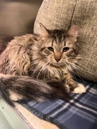 An adult small-sized male Tabby (Brown / Chocolate) Domestic Medium Hair cat named Franklin for adoption in Williamsport, PA
