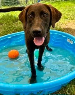 A young medium-sized female Labrador Retriever dog named Cookie for adoption in Denham Springs, LA