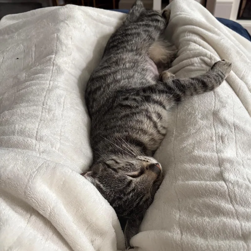 Tiny Tina thumbnail 2