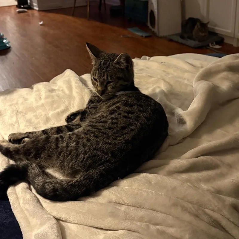 Tiny Tina thumbnail 3