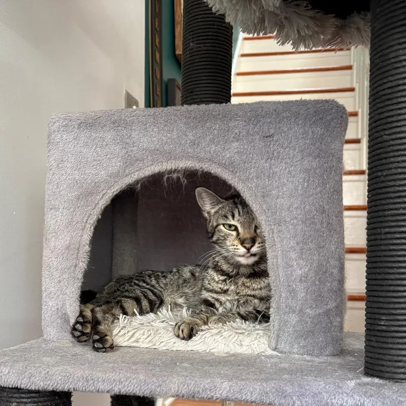 Tiny Tina thumbnail 4