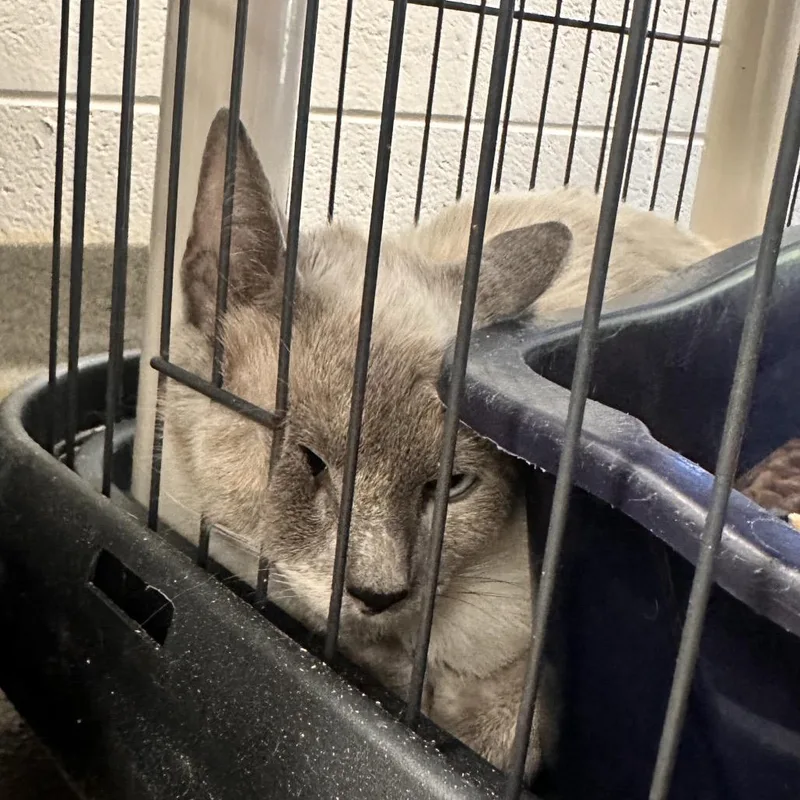 An adult small-sized female White Siamese cat named Melanieee for adoption in Rocky Mount, VA