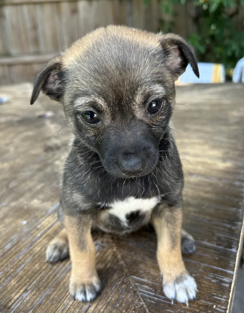 A baby small-sized female Rat Terrier dog named Janis for adoption in Sarasota, FL