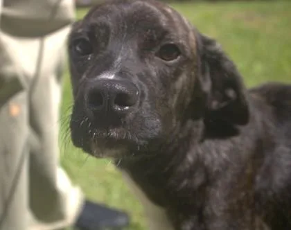 An adult medium-sized male Golden Retriever dog named Chevy for adoption in Brunswick, GA