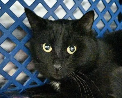 Egg Roll thumbnail 2