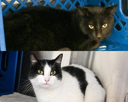 Egg Roll thumbnail 3