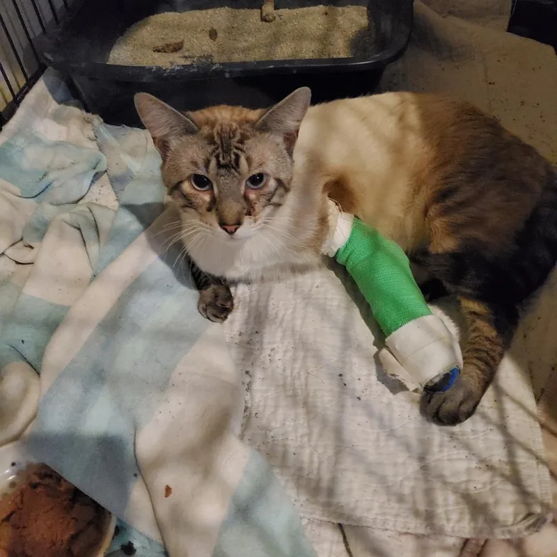 An adult medium-sized male Siamese cat named Swenson NO CHIP for adoption in Dallas, TX
