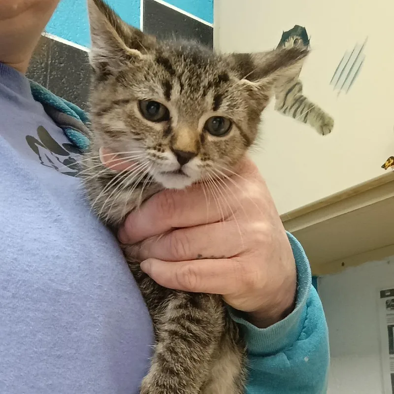 A baby small-sized male Black Domestic Short Hair cat named Bowie for adoption in Ardmore, OK