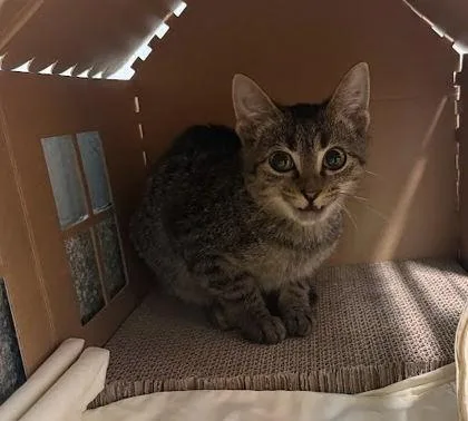 A baby small-sized male Domestic Short Hair cat named Manny for adoption in Washington, DC