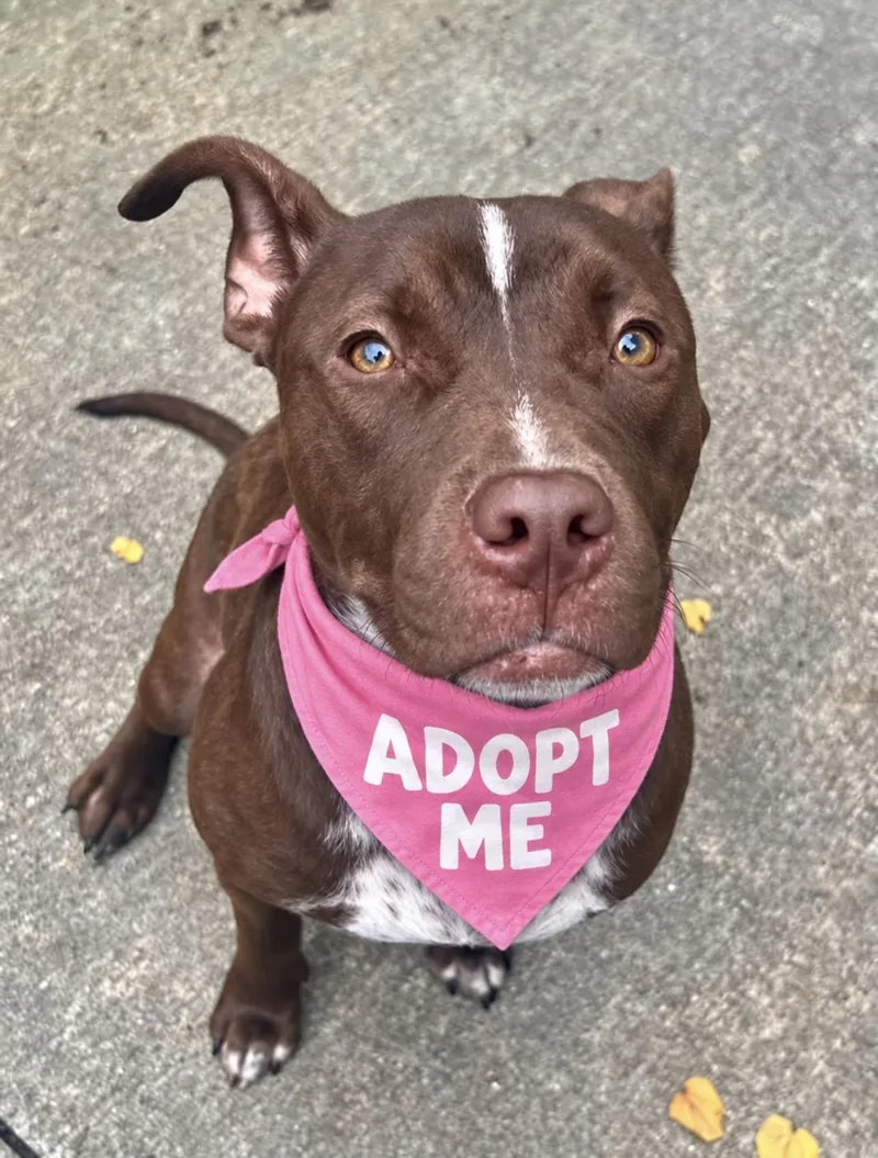 An adult medium-sized female Brown / Chocolate Pit Bull Terrier dog named Godiva for adoption in Chicago, IL