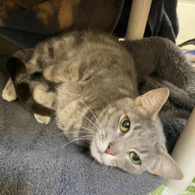An adult large-sized female Gray / Blue / Silver Domestic Short Hair cat named Luna for adoption in York, PA