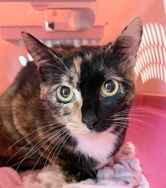 An adult small-sized female Domestic Short Hair cat named Paisley for adoption in Tavares, FL
