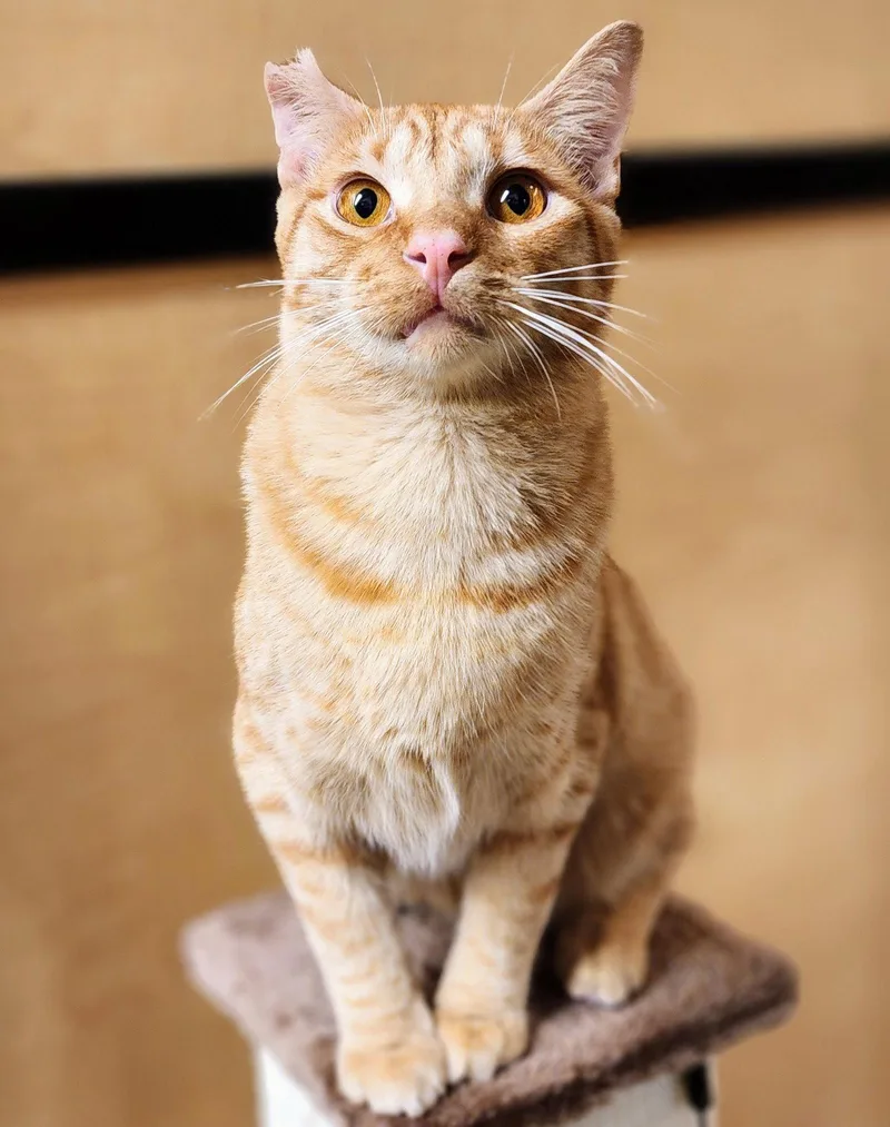 A young medium-sized male Tabby cat named Ralphie for adoption in Garland, TX