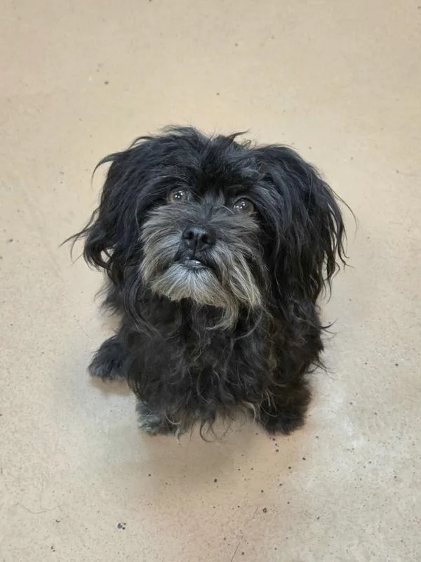 An adult small-sized female Terrier dog named Pixie for adoption in Kennewick, WA