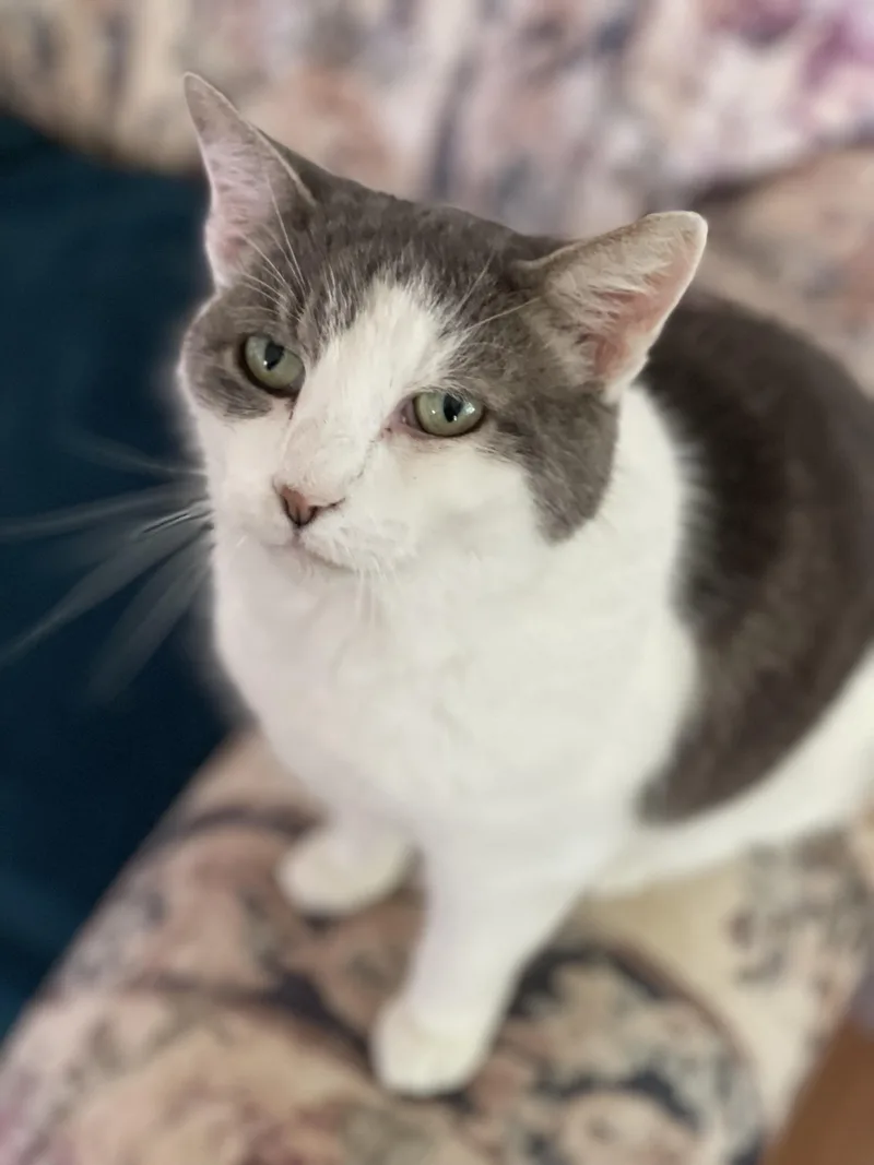 A senior medium-sized female Domestic Short Hair cat named Augusta for adoption in Queenstown, MD