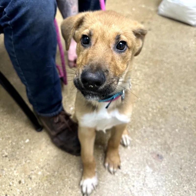 A baby small-sized male Yellow / Tan / Blond / Fawn Mixed Breed dog named Tony Hawk for adoption in Skokie, IL