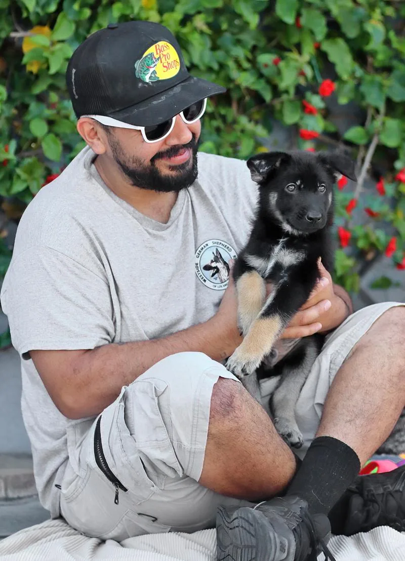 A baby large-sized male Black German Shepherd Dog dog named Astro von Aken for adoption in Los Angeles, CA