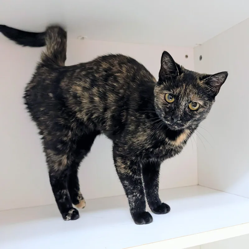 An adult medium-sized female Domestic Short Hair cat named Demi for adoption in Accident, MD