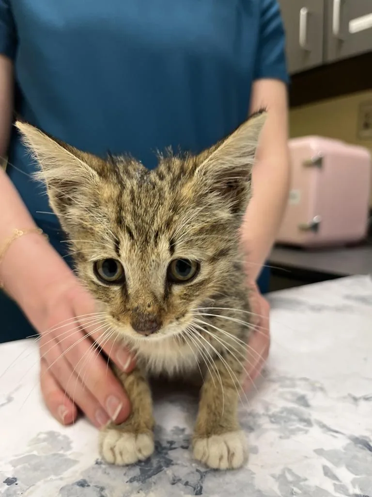 A baby medium-sized male Domestic Short Hair cat named Flint for adoption in Florence, SC