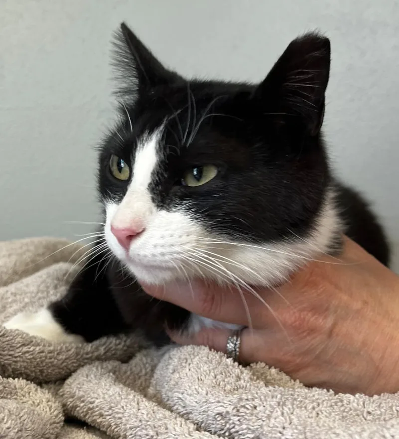A young medium-sized female Domestic Short Hair cat named Bandit for adoption in Fond Du Lac, WI