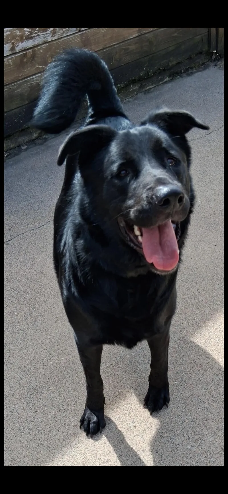 An adult medium-sized male Black Labrador Retriever dog named Boss for adoption in Little Falls, MN