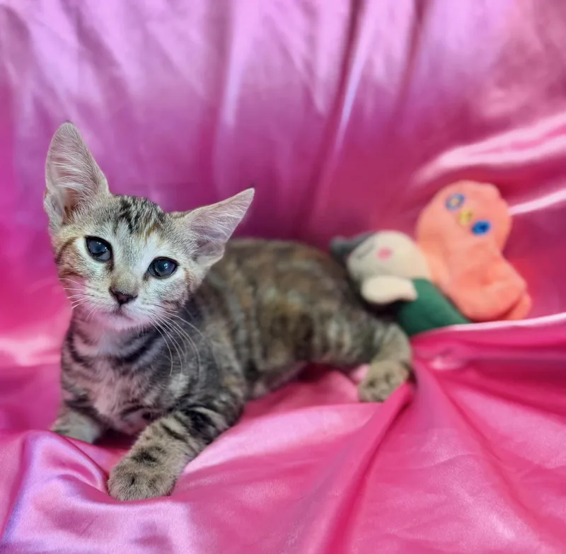 A baby medium-sized female Domestic Short Hair cat named Jazmin for adoption in Rowland Heights, CA