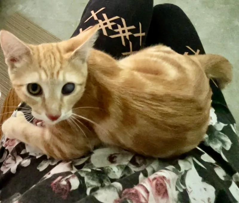 A baby large-sized male Orange & White Domestic Short Hair cat named Carl Dean for adoption in Ephrata, WA