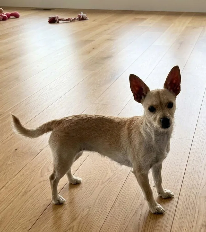A young small-sized female Chihuahua dog named Amee for adoption in North Prairie, WI