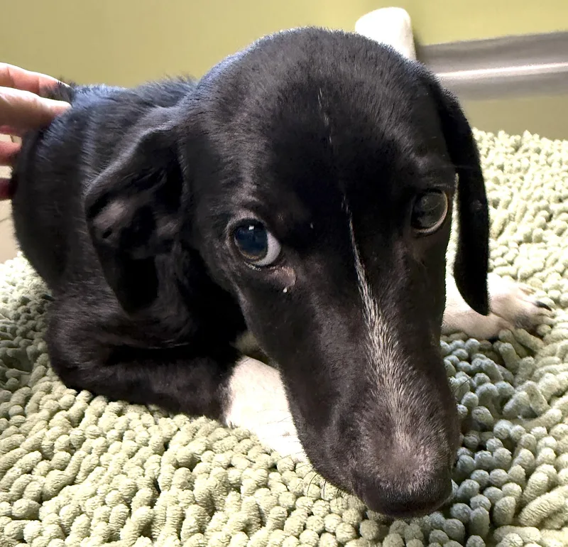 A young small-sized male Black Dachshund dog named Moby for adoption in Mount Airy, NC