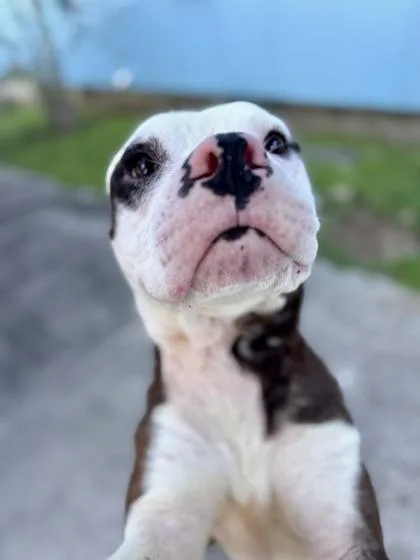 Wiggles Woolworth thumbnail 2