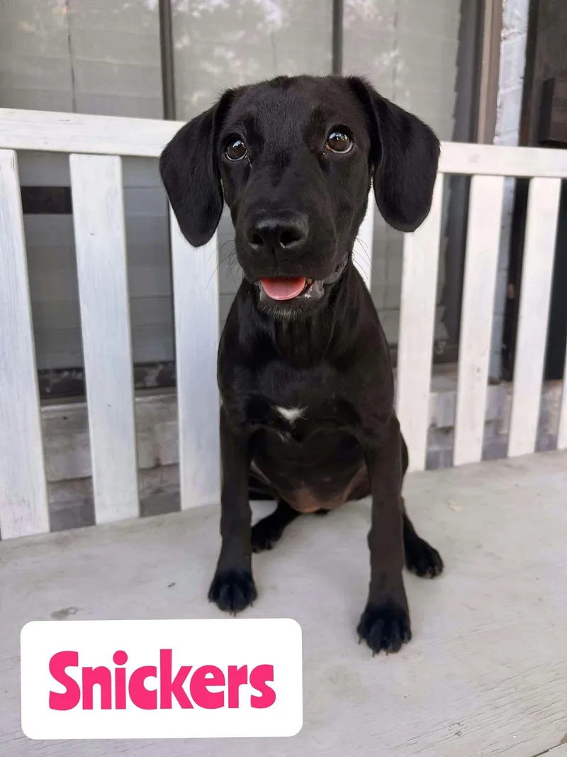 A baby large-sized female Labrador Retriever dog named Snickers for adoption in New Baltimore, MI