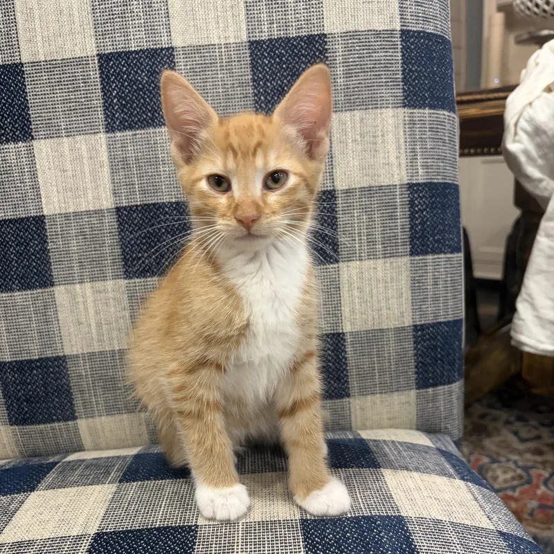 A baby small-sized male Orange & White Domestic Short Hair cat named Cuddles for adoption in Bentonville, AR