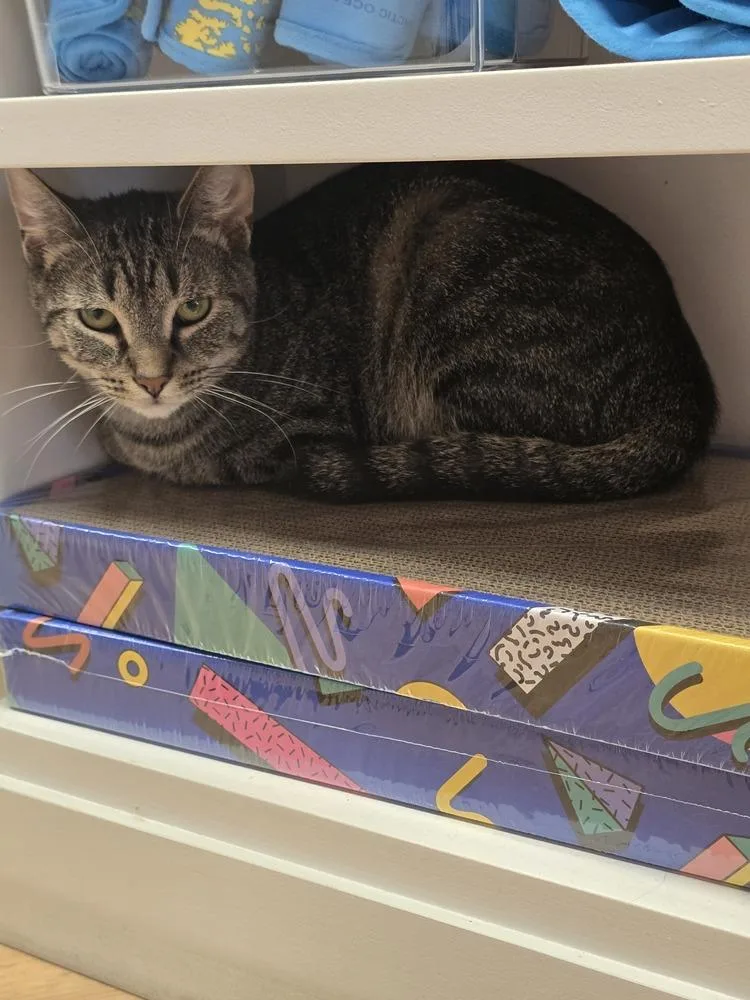A young medium-sized male Tabby (Brown / Chocolate) Domestic Short Hair cat named Aladdin for adoption in Pittstown, NJ