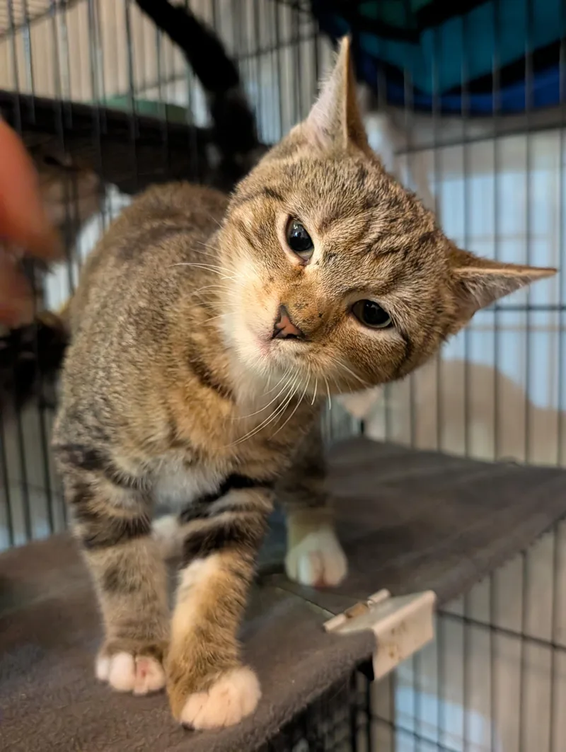A young medium-sized male Domestic Short Hair cat named Rye for adoption in Rocky Ridge, MD