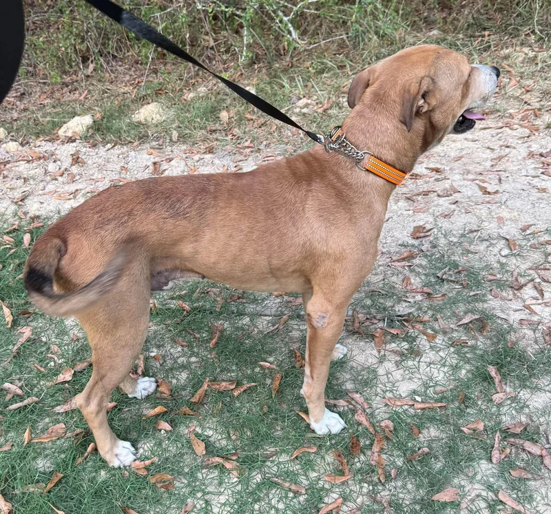 A young medium-sized male Yellow / Tan / Blond / Fawn Pit Bull Terrier dog named Doofus for adoption in Semmes, AL