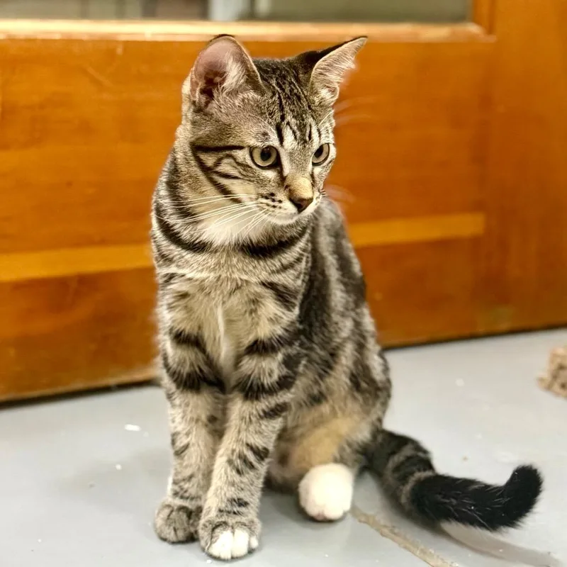 A young medium-sized male Brown / Chocolate Domestic Short Hair cat named Chevron for adoption in Point Richmond, CA
