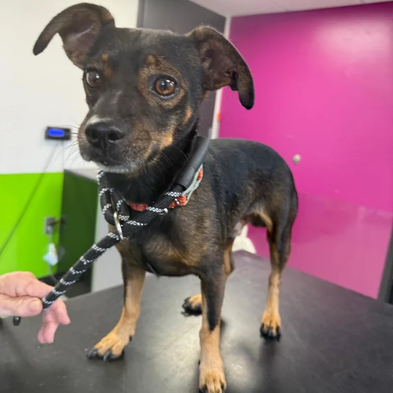 An adult small-sized male Brown / Chocolate Mixed Breed dog named Teddy for adoption in Ponca City, OK