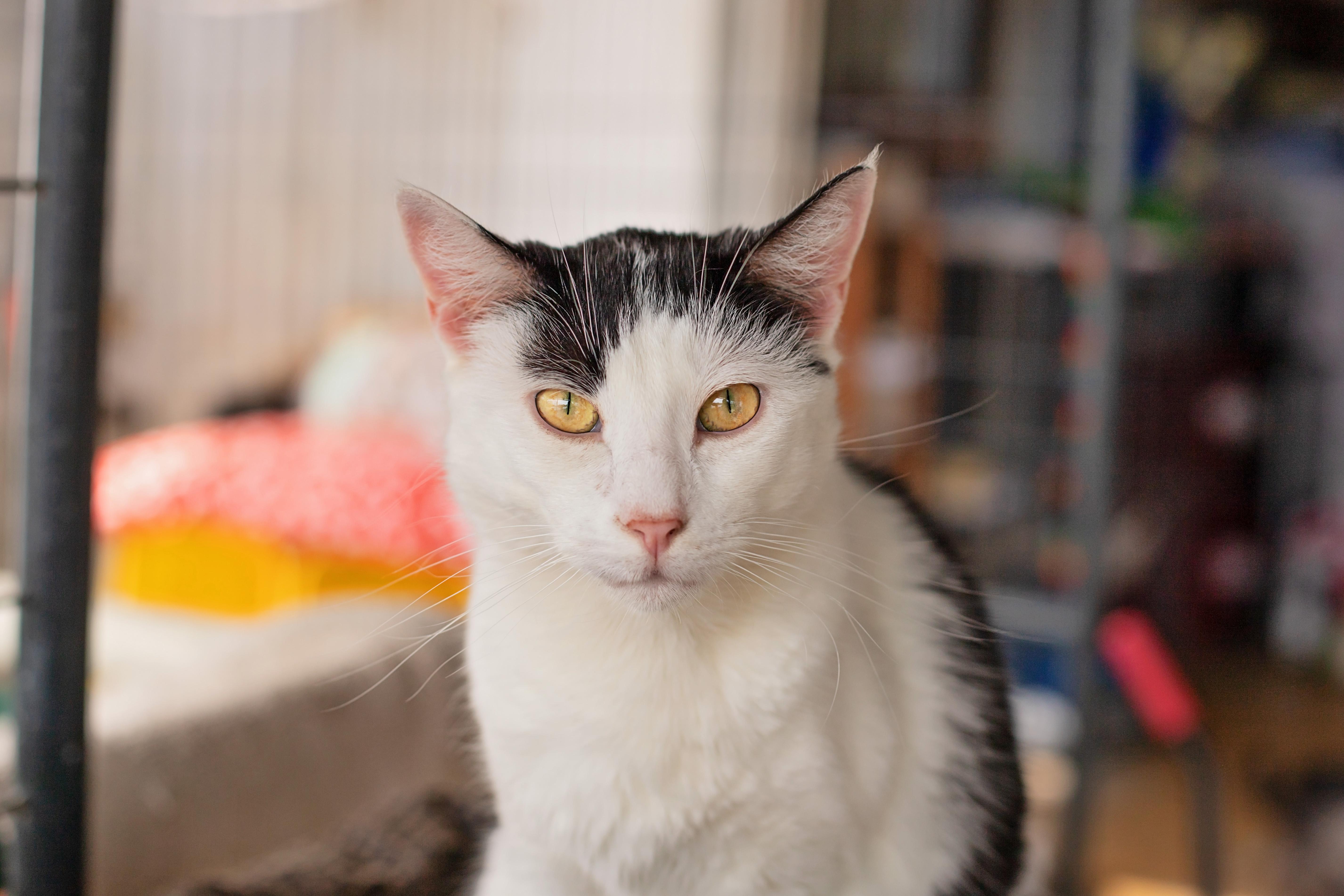 An adult medium-sized female Domestic Short Hair cat named Hope for adoption in Landenberg, PA