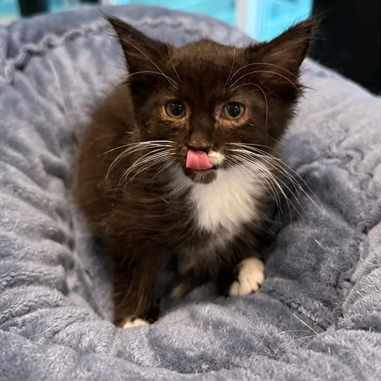 Tarzan
