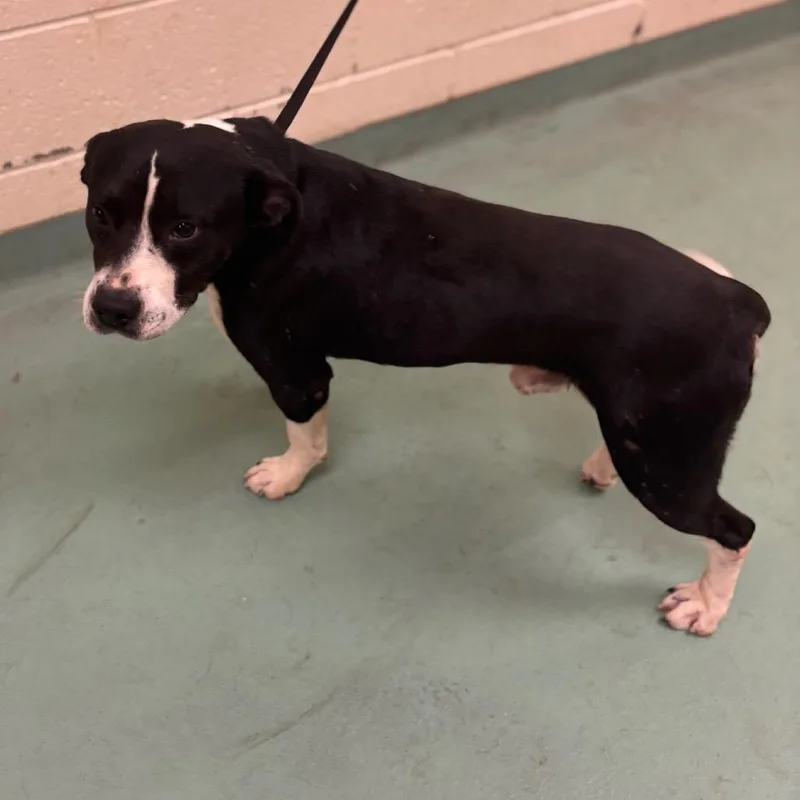 An adult medium-sized male Black Mixed Breed dog named Peewee for adoption in Memphis, TN